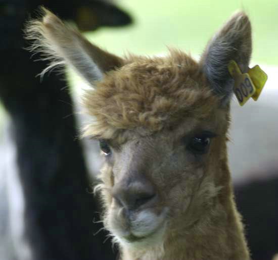 9 alpaca kopf.jpg