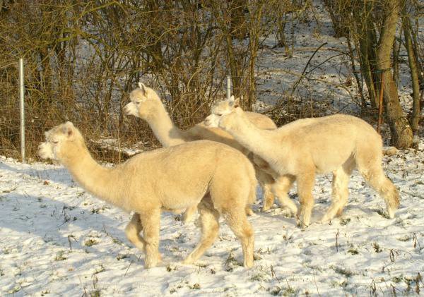 a alpacas peru.jpg