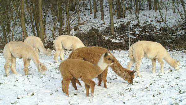 alpaca  im schnee.jpg