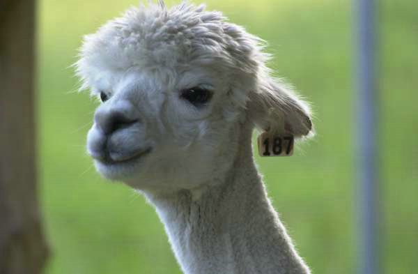 alpaca 187 kopf.jpg