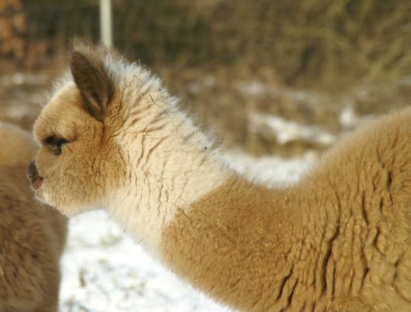 alpaca cria 1.jpg