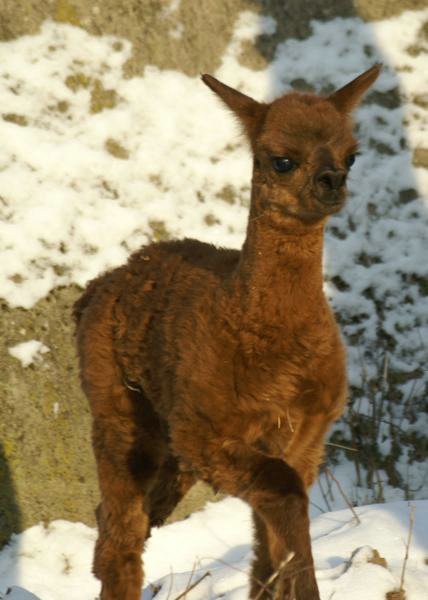 alpaca cria 33.jpg