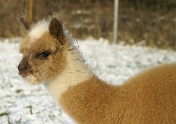 alpaca cria.jpg