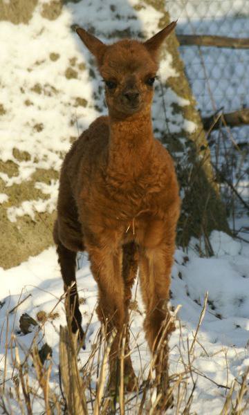 alpaca huacaya cria.jpg