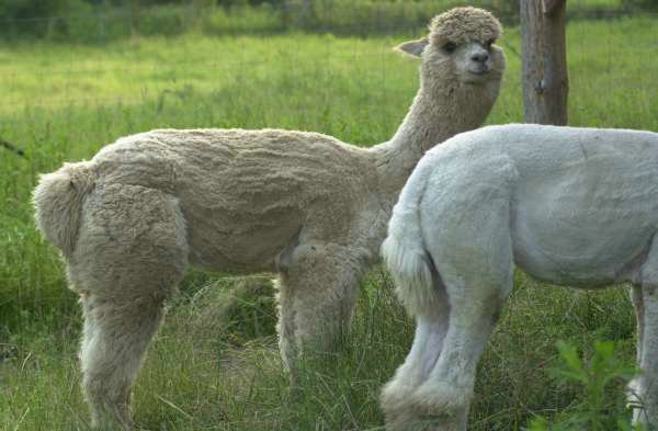 alpaca huacaya.jpg