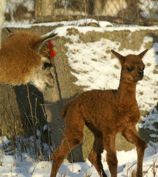 alpaka cria & Mum.jpg