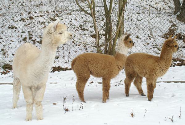 alpakas im schnee.jpg