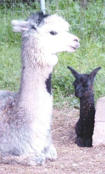 cria & mum.jpg