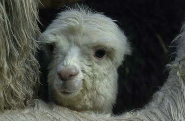 cria macho suri.jpg