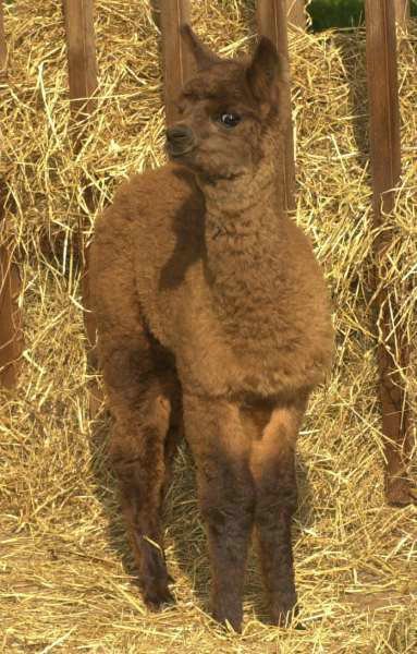 cria macho.jpg