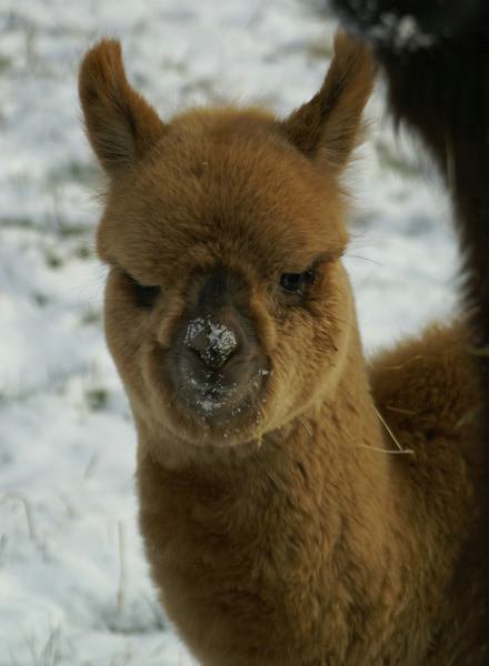 cria von nana alpaka.jpg