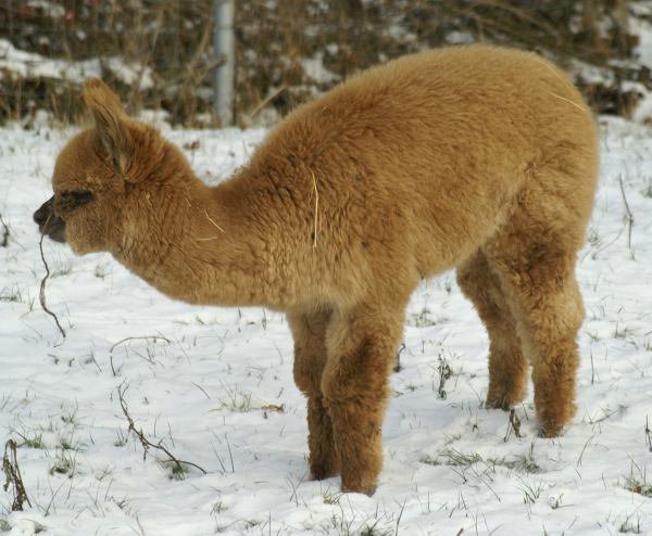 cria von nana.jpg