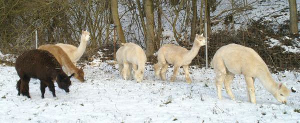 herd of alpacas.jpg