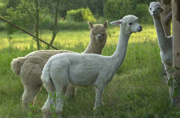 huacaya alpaca.jpg