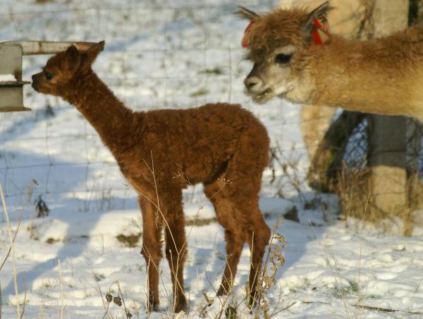 im schnee alpacas.jpg