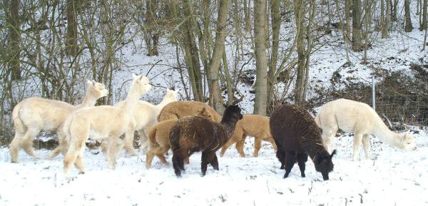 little herd alpacas.jpg