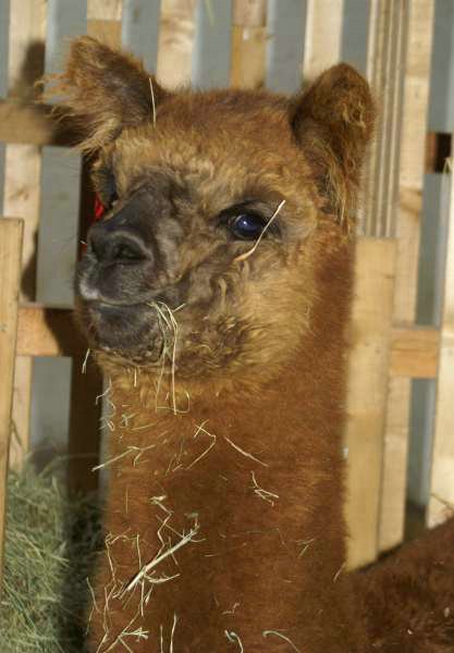 macho alpaca hombre.jpg