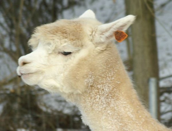 mutti alpaca von macho.jpg