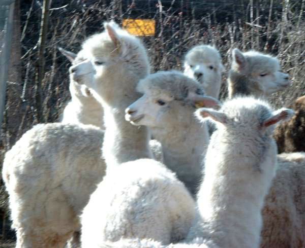 peru alpacas von surifarm.jpg