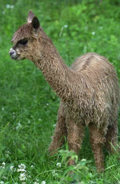 suri alpaka cria fawn.jpg