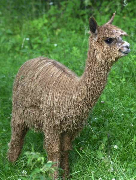 suri-alpaca.jpg