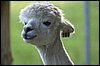 alpaca 187 kopf.jpg