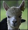 alpaca 352.jpg