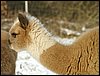 alpaca cria 1.jpg