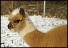 alpaca cria.jpg