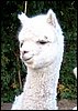 alpaca male white cria.jpg