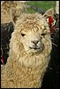 alpaca stute fawn 167.jpg