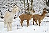 alpakas im schnee.jpg