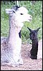 cria & mum.jpg