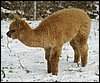 cria von nana.jpg