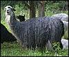 graues suri-alpaca.jpg