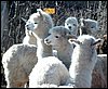 peru alpacas von surifarm.jpg