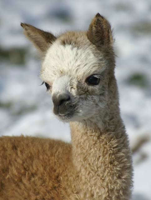 cria alpaka 121.jpg