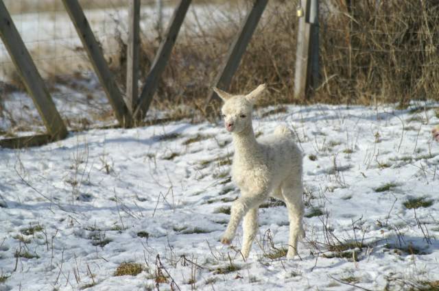 cria alpaka-schnee.jpg