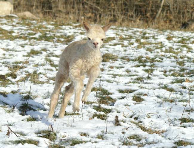 cria run alpaka-.jpg