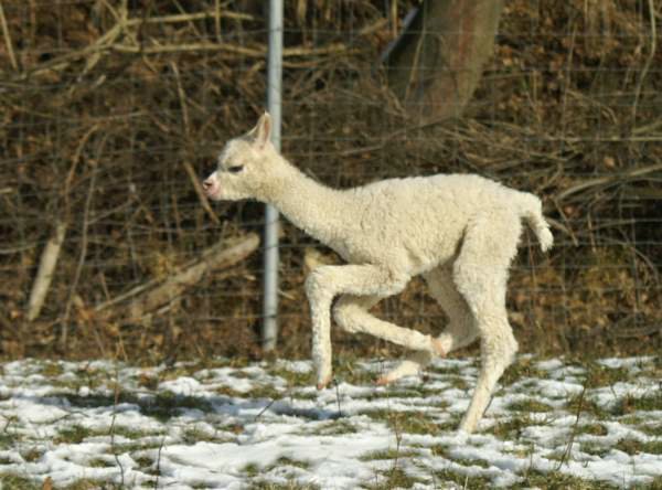 cria run alpaka-11.jpg