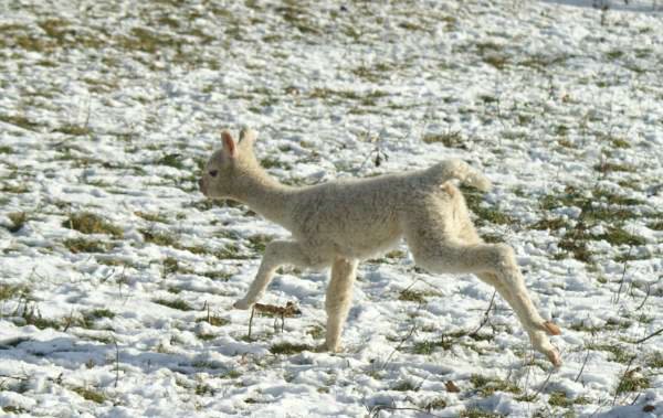 cria run alpaka-fast-1.jpg