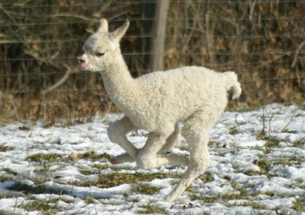 cria run alpaka-lfast---.jpg