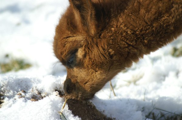 female cria earth -.jpg