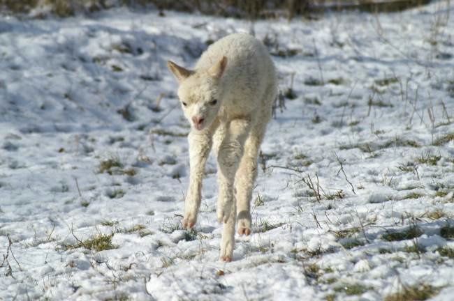 jump alpaca cria-.jpg