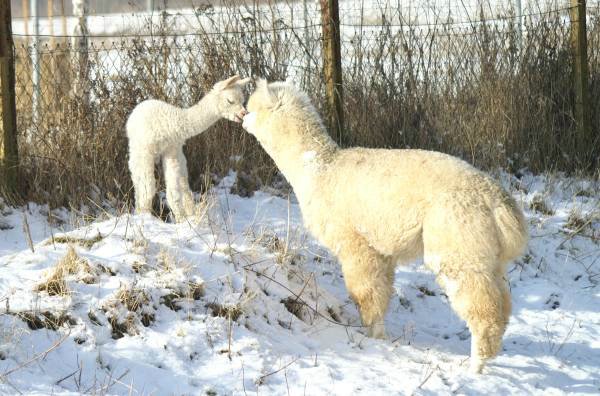 kiss alpacas 2.jpg