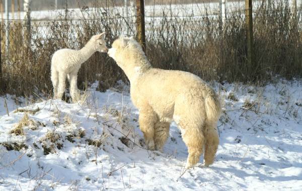 kiss alpacas 4.jpg