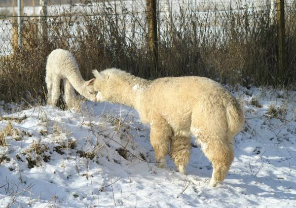 kiss alpacas.jpg