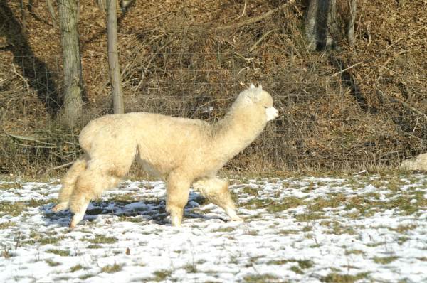 macho alpaca runn.jpg