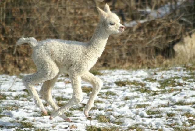 run cria alpacka.jpg