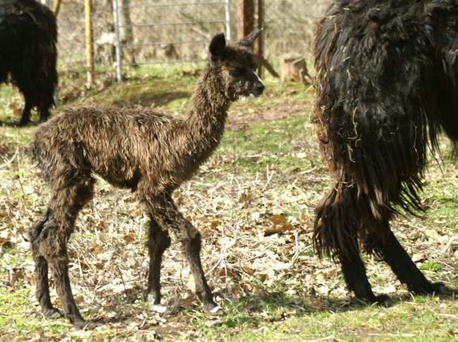 bronze cria alpaki.jpg